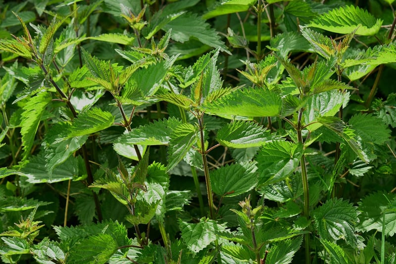 Herb Planting