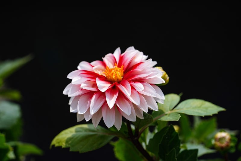 Gardening flowers