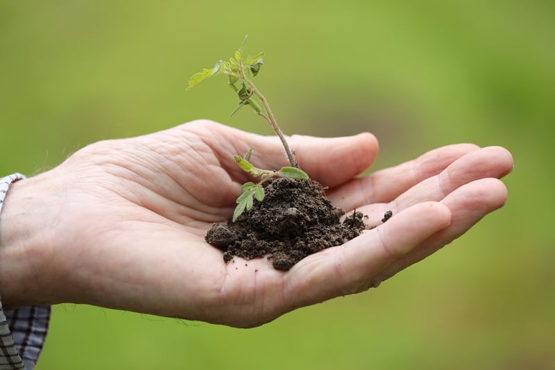 Vegetable Gardening