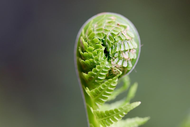 Plants sprouting